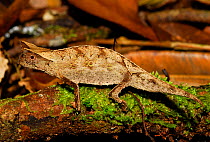 Stump-tailed leaf chameleon (Brookesia superciliaris) Ranomafana National Park, Madagascar.