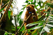 Golden bamboo lemur (Hapalemur aureus) female wearing radio collar, feeding on bamboo. Ranomafana National Park, Madagascar. Critically Endangered species.