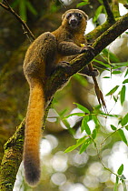 Golden bamboo lemur (Hapalemur aureus) feeding on bamboo, Ranomafana National Park, Madagascar. Critically Endangered species.