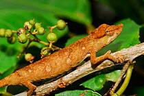 Big-nosed chameleon (Calumma nasutum) Ranomafana National Park, Madagascar.