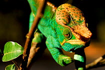 Parson's chameleon (Calumma parsonii) male, Ranomafana National Park, Madagascar. Semi captive, endemic to Madagascar.
