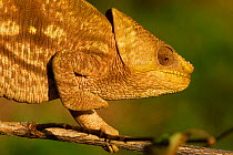 Parson's chameleon (Calumma parsonii) female, Ranomafana National Park, Madagascar. Semi captive, endemic to Madagascar.
