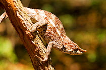 Short-horned / Elephant-eared chameleon (Calumma brevicornis) Ranomafana National Park, Madagascar.