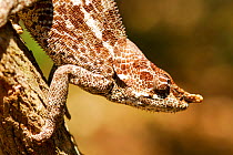 Short-horned / Elephant-eared chameleon (Calumma brevicornis) Ranomafana National Park, Madagascar.