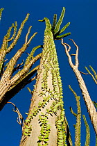 Madagascar ocotillo (Alluaudia procera) Berenty Reserve, Madagascar.