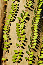 Madagascar ocotillo (Alluaudia procera) close up, Berenty Reserve, Madagascar.