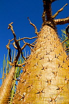 Spiny tree trunk (Pachypodium sp) Berenty Reserve, Madagascar.