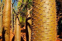 Spiny tree trunk (Pachypodium sp) Berenty Reserve, Madagascar.