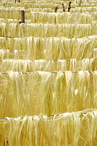 Sisal (Agave sisalana) fibres drying outside factory, Berenty, south Madagascar. March 2005.