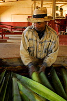 Worker in factory with cut Sisal (Agave sisalana) used for manufacturing rope. Berenty, south Madagascar. March 2005.