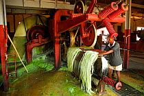 Sisal (Agave sisalana) fibres in factory, used for manufacturing rope. Berenty, south Madagascar. March 2005.