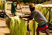 Worker with Sisal (Agave sisalana) fibres, used for manufacturing rope. Berenty, south Madagascar. March 2005.