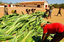 Workers with cut Sisal (Agave sisalana) outside factory, used for manufacturing rope. Berenty, south Madagascar. March 2005.