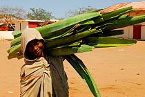Worker carrying cut Sisal (Agave sisalana) used for manufacturing rope. Berenty, south Madagascar. March 2005.