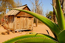 Sisal (Agave sisalana) in cultivation in front of hut. Berenty, south Madagascar.