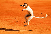 Verreaux's sifaka (Propithecus verreauxi) 'dancing'. Berenty Private Reserve, Madagascar. Endangered species.
