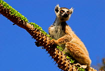 Ring-tailed lemur (Lemur catta) on branch. Berenty Reserve, Madagascar. Endangered species.