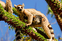 Ring-tailed lemur (Lemur catta) female with baby. Berenty Reserve, Madagascar. Endangered species.