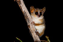 Grey-brown mouse lemur (Microcebus griseorufus) at night, nocturnal species. Berenty Reserve, Madagascar.
