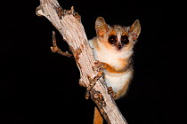 Grey-brown mouse lemur (Microcebus griseorufus) at night, nocturnal species. Berenty Reserve, Madagascar.