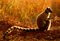Ring-tailed lemur (Lemur catta) at sunset, Berenty Reserve, Madagascar. Endangered species.