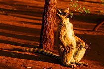 Ring-tailed lemur (Lemur catta) sunning at sunset, Berenty Reserve, Madagascar. Endangered species.