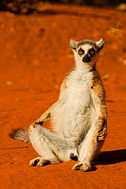 Ring-tailed lemur (Lemur catta) sunning. Berenty Reserve, Madagascar. Endangered species.