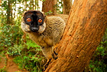 Common brown lemur (Eulemur fulvus) in tree. Andasibe-Mantadia National Park.