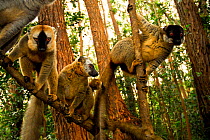 Common brown lemur (Eulemur fulvus) and Red-fronted brown lemurs (Eulemur rufus) in tree, Andasibe-Mantadia National Park, Madagascar.