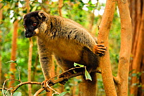 Common brown lemur (Eulemur fulvus) in tree, Andasibe-Mantadia National Park, Madagascar.