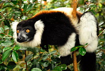 White-belted black and white ruffed lemur (Varecia variegata subcinta). Semi captive on private reserve. Endemic to Madagascar, Critically Endangered species.
