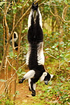 White-belted black and white ruffed lemur (Varecia variegata subcinta) hanging from branch. Semi captive on private reserve. Endemic to Madagascar, Critically Endangered species.