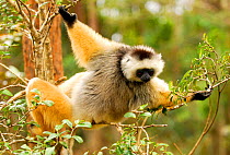 Diademed sifaka (Propithecus diadema) in tree. Semi captive, private reserve near Andasibe-Mantadia National Park. Endemic to Madagascar, Critically Endangered species.
