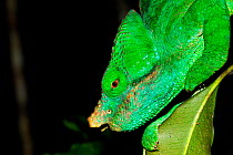 Male Parson's chameleon (Calumma parsonii) Andasibe-Mantadia National Park, Madagascar.