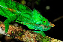 Male Parson's chameleon (Calumma parsonii) on branch, Andasibe-Mantadia National Park, Madagascar.