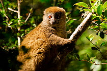 Eastern lesser bamboo lemur (Hapalemur griseus) portrait. Andasibe-Mantadia National Park, Madagascar. Vulnerable species.