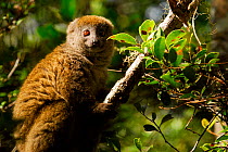 Eastern lesser bamboo lemur (Hapalemur griseus) portrait. Andasibe-Mantadia National Park, Madagascar. Vulnerable species.