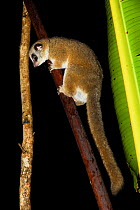 Furry-eared dwarf lemur (Cheirogaleus crossleyi) Andasibe-Mantadia National Park, Madagascar.