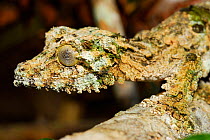 Mossy leaf tailed gecko (Uroplatus sikorae) on branch, Andasibe- Mantadia National Park, Madagascar.