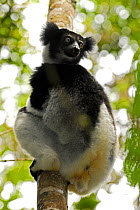 Indri (Indri indri) Andasibe-Mantadia National Park, Madagascar. Critically Endangered species.