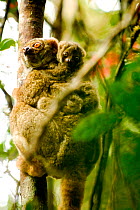 Eastern woolly lemur (Avahi laniger) with young, Andasibe-Mantadia National Park, Madagascar. Vulnerable species.