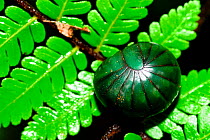 Madagascar green-emerald giant pill millipede (Zoosphaerium neptunus) Andasibe-Mantadia National Park. Madagascar.