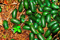 Madagascar green-emerald giant pill millipedes (Zoosphaerium neptunus) Andasibe-Mantadia National Park. Madagascar.