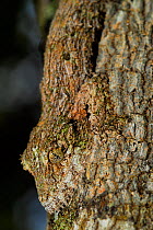 Mossy leaf tailed gecko (Uroplatus sikorae) camouflaged on tree trunk, Andasibe- Mantadia National Park, Madagascar.