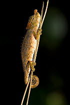 Nose horned chameleon (Calumma nasutum), Andasibe-Mantadia National Park, Madagascar.