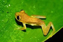 Green bright-eyed frog (Boophis viridis) Andasibe-Mantadia National Park, East Madagascar.