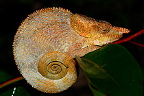 Short-horned / Elephant-eared chameleon (Calumma brevicornis) at night, Andasibe-Mantadia National Park, Madagascar.
