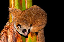 Furry-eared dwarf lemur (Cheirogaleus crossleyi) Andasibe-Mantadia National Park, Madagascar.