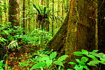Tropical forest, Andasibe-Mantadia National Park, Madagascar, March 2005.
