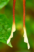 Tails on hind wings of Comet moth (Argema mittrei) Captive, endemic to Madagascar.